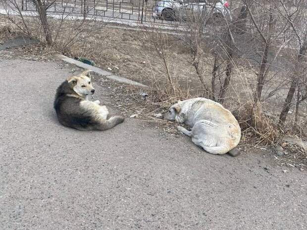 Десять собак отловили за сутки в Чите