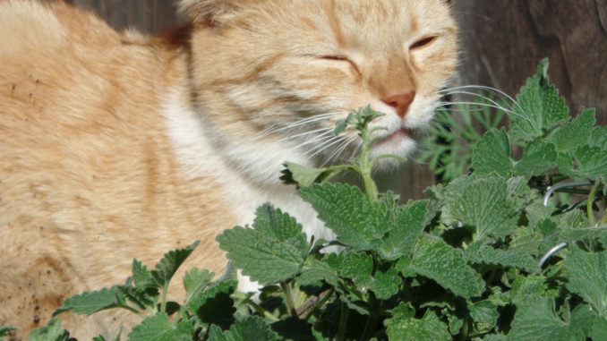 кошатник alt