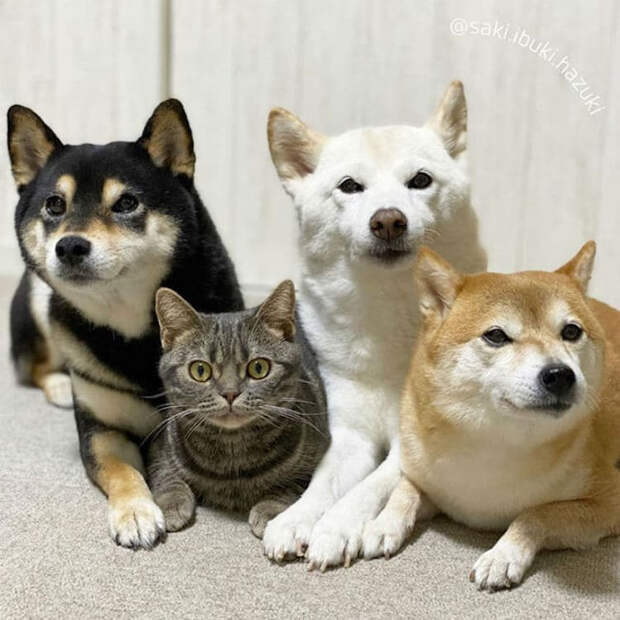 Очаровательная кошка Кики думает, что она собака