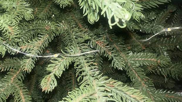 Уральцы массово сдают елки продавцам