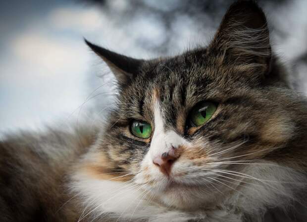кошка на фото