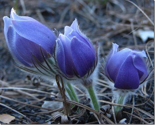 pulsatilla