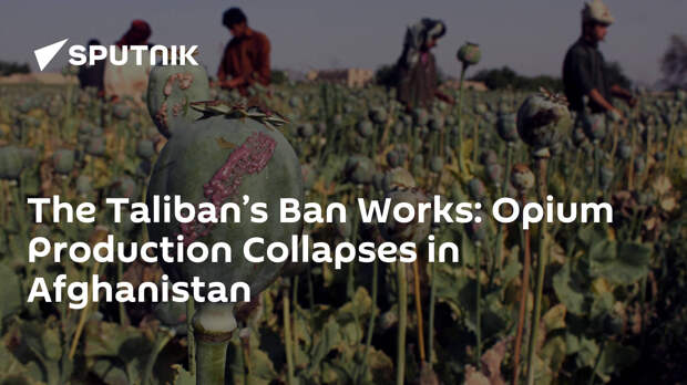 The Taliban’s Ban Works: Opium Production Collapses in Afghanistan