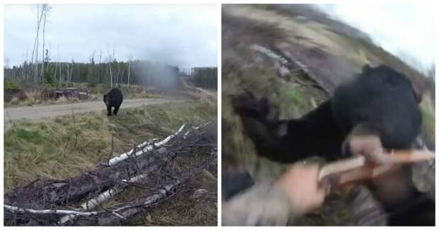 Охотник чудом остался жив после нападения медведя атака, видео, медведь, нападение, охотник