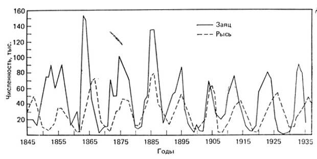 Изменения численности рыси и зайца-беляка, регистрируемые по числу шкурок, заготовленных Компанией Гудзонова залива. Это классический пример циклических колебаний плотности популяций. (Рисунок из работы MacLulich, 1937)