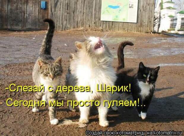 Котоматрицы (картинки с надписями)