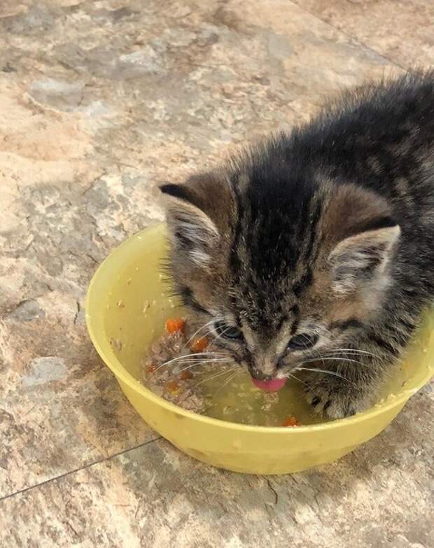 Без кота и жизнь не та
