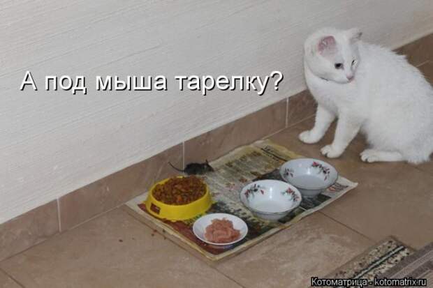 Лучшие котоматрицы недели