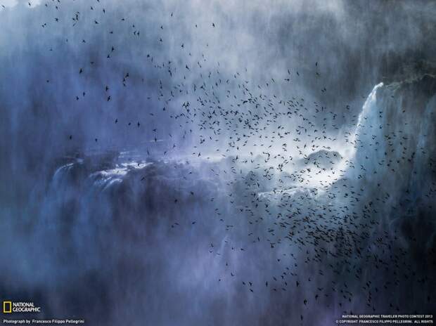 natgeowllppr02 natgeowllppr02 990x742 Обои для рабочего стола от National Geographic за июнь 2013