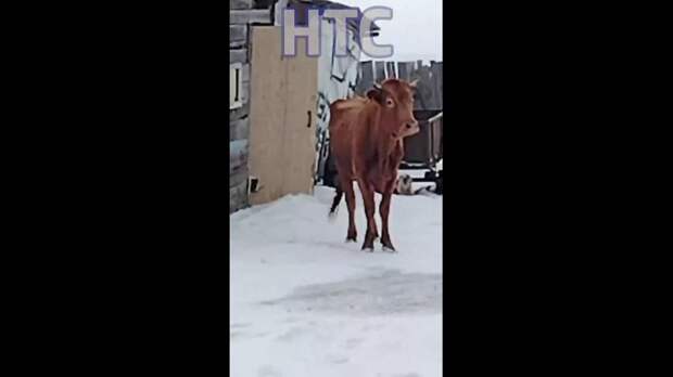 Умерщвление домашнего скота, санитары приходят и убивают здоровых животных. Женщины плачут, теряя кормилицу https://t.me/webmoney_dn/316443Video: Виде...