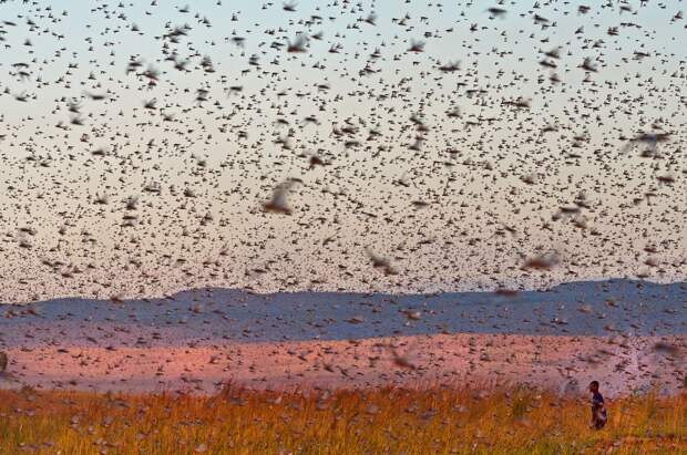 Migratcii saranchi