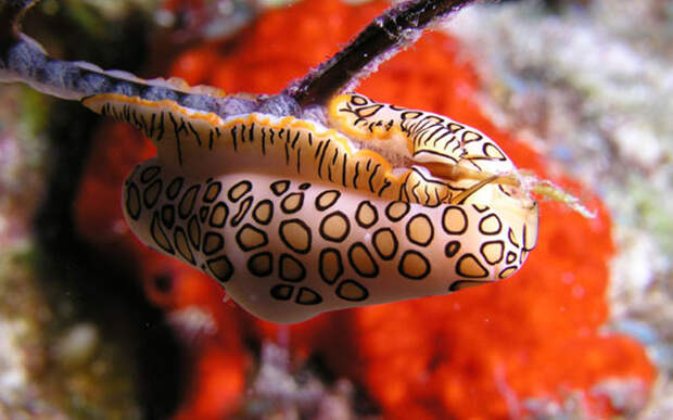 Улитка «Язык фламинго». 10 самых странных морских моллюсков