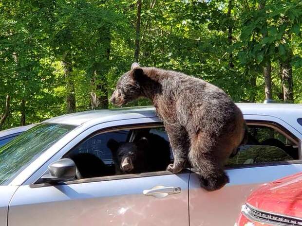 Мужчина оставил машину у леса, и медвежата преподали ему ценный урок дикие животные, животные, история, медведи, неожиданно, фото