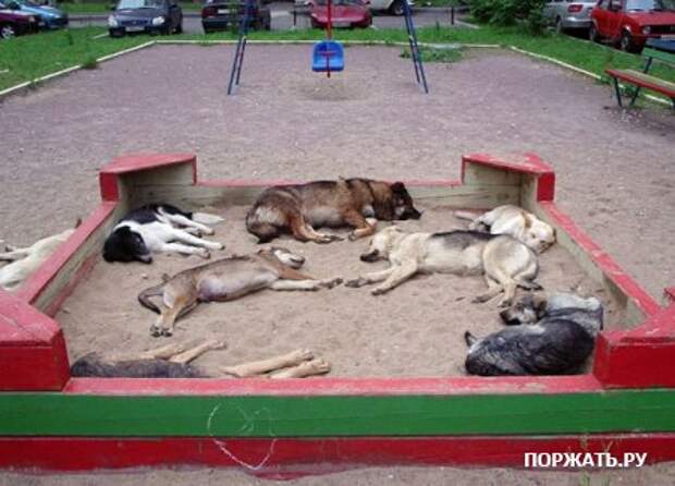 НАША РАША, фотоприколы :) (18 фоток)