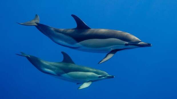 Чтобы отдохнуть, дельфины отключают половину своего головного мозга. Завидное умение, правда?