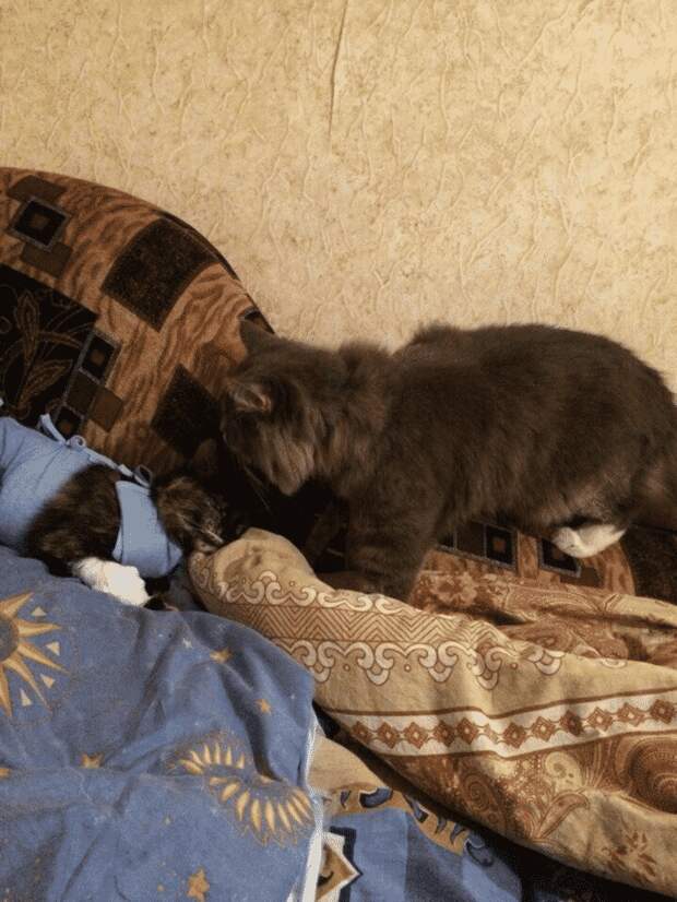 https://kotopediya.su/wp-content/uploads/2017/12/img_5a426e1fa5b05.png