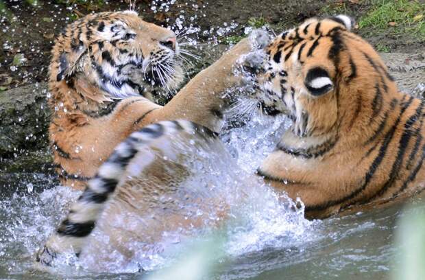 Два тигра играют в воде в зоопарке в Лейпциге, Германия