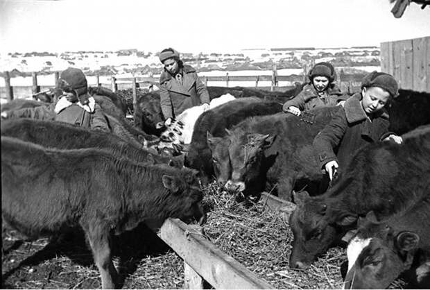Школьники ухаживают за телятами. Колхоз «Гигант». 1942 г. Пензенская обл.jpg Школьники ухаживают за телятами. Колхоз «Гигант». 1942 г. Пензенская обл.jpg