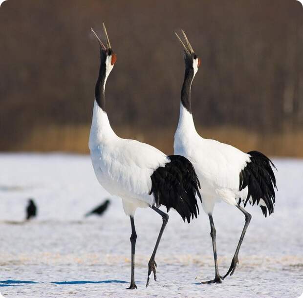 Японский журавль (лат. Grus japonensis)