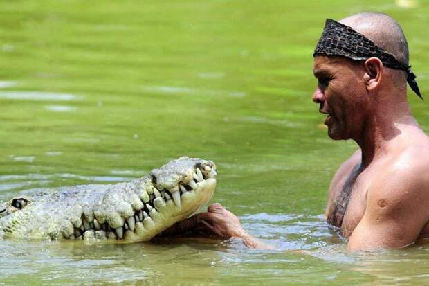Двадцать лет в пасти крокодила история, интересное