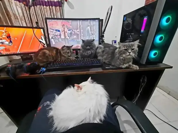 Питомцы, которые не знают границ когда, нравится, просто, смотрю, через, моюсь»«Это, просыпаюсь, достаточно, чтобы, занять, Иногда, стул»Когда, контролирует, питомцы, понятие, личных, границ, перестаёт, живут, огромны«Это