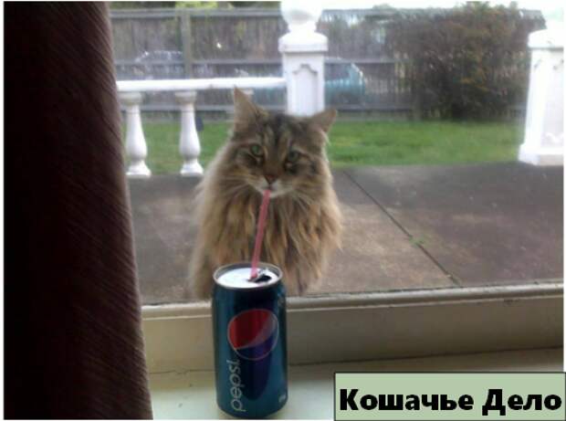 12 уморительных котиков, которых сфотографировали в нужный момент