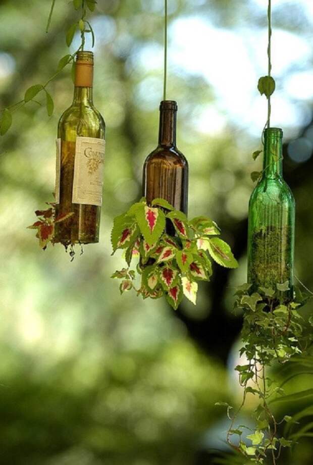 Бутылки могут стать отличным кашпо для живых растений.