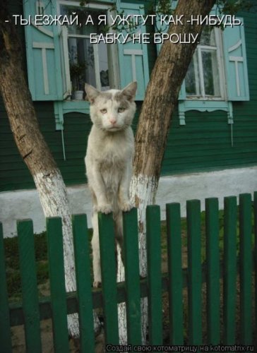 Милая котоматрица