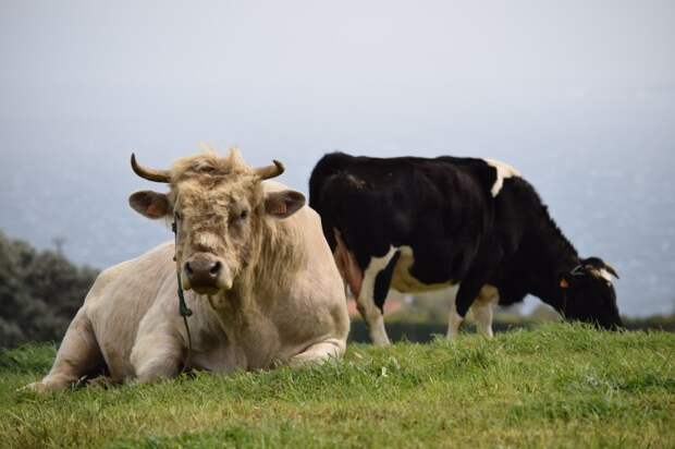 Слово «говядина» используется также в отношении быков, волов, телят / Фото: pixabay.com