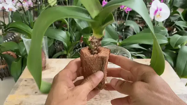Как быстро оживить слабую орхидею