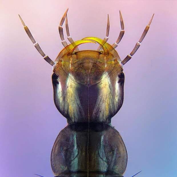 Удивительная красота микроскопических насекомых, освещенных поляризованным светом