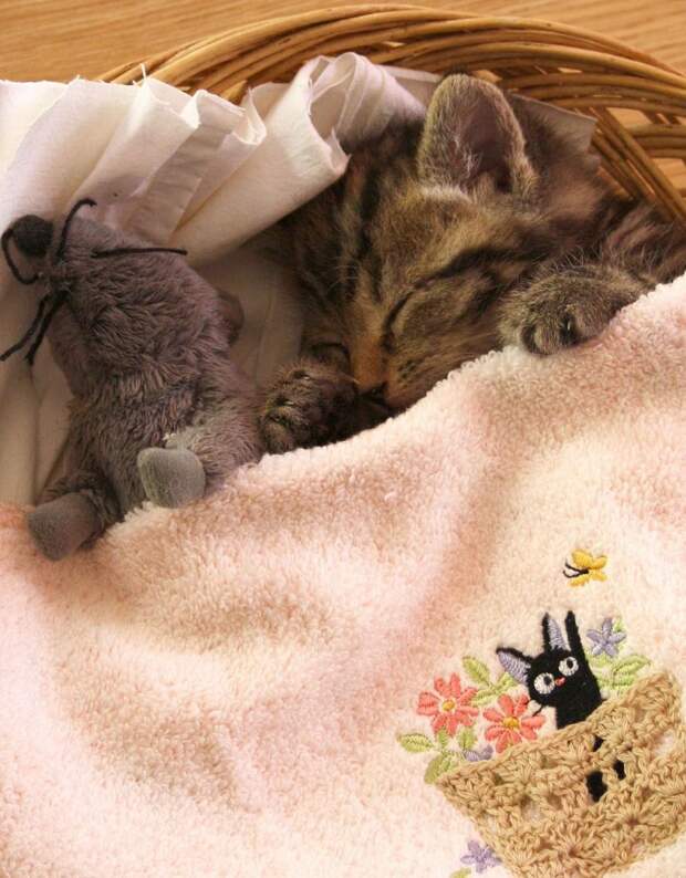 Смешные и милые кошки