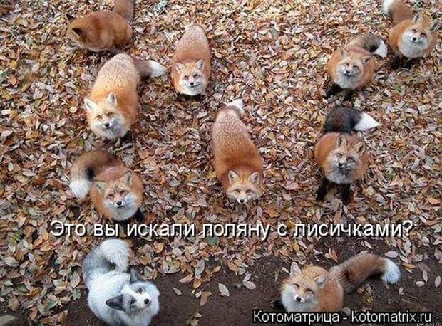 Лучшие котоматрицы за неделю
