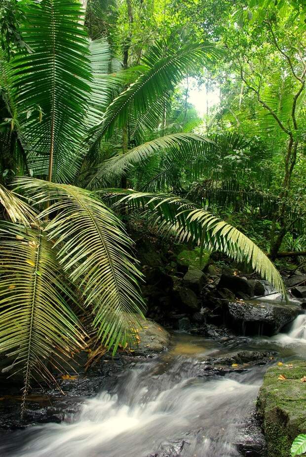 Amazonas35 Amazonas35 Большое фотопутешествие по лесам Амазонки