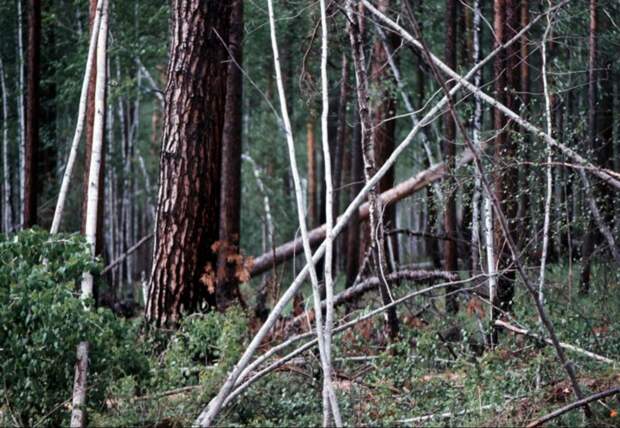 Смешанный лес в окрестностях Байкала. Береза и хвойные породы
