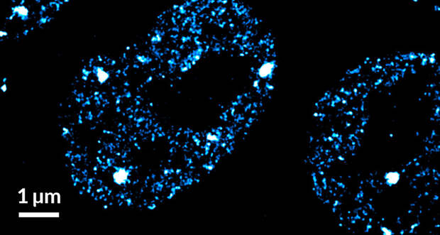 mouse embryonic stem cells