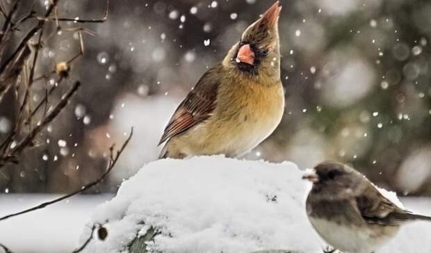 Выходные в Карелии: остановка без дороги, майский снегопад, долги за коммуналку