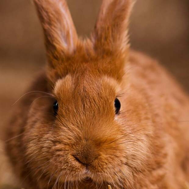 Отряд зайцеобразные: несколько интересных фактов о зайцах и пищухах