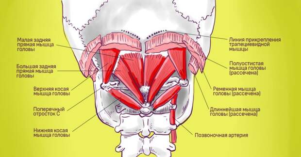мышцы шеи и плеч