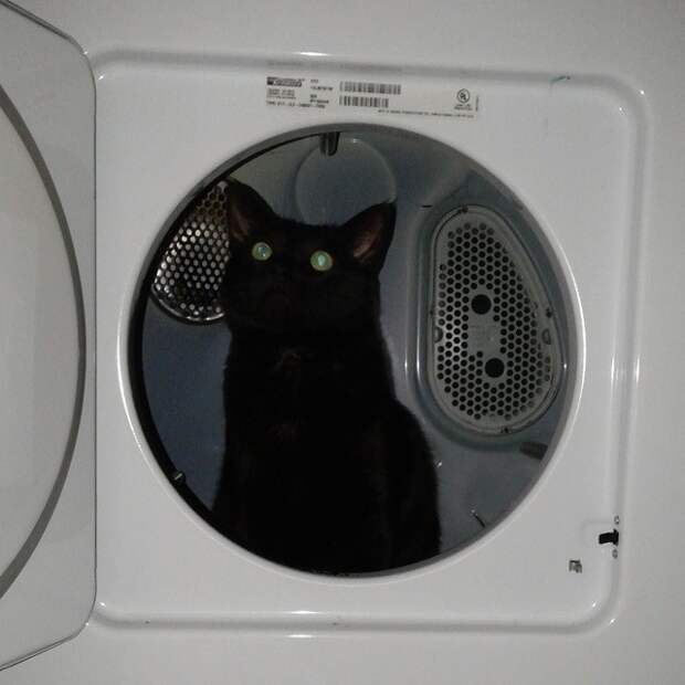 Коты, которые всегда рады помочь своему хозяину коты в неожиданных местах, Коты, которые всегда рады помочь своему хозяину
