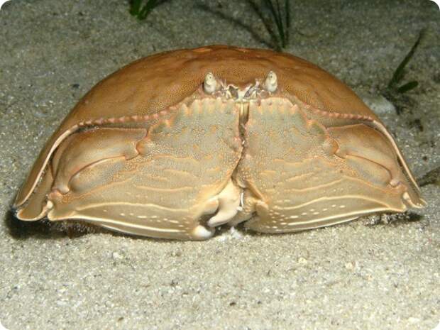 Стыдливый краб (лат. Calappa calappa)