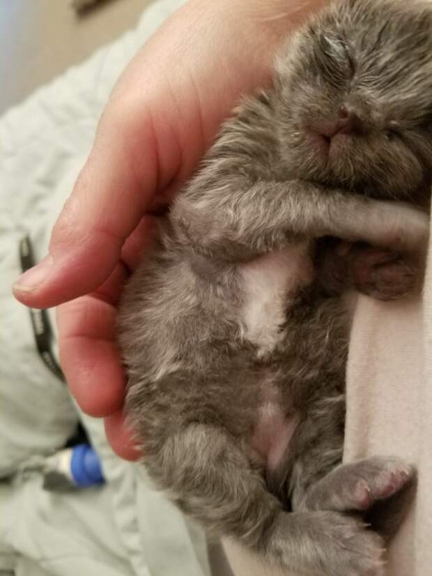 Без кота и жизнь не та