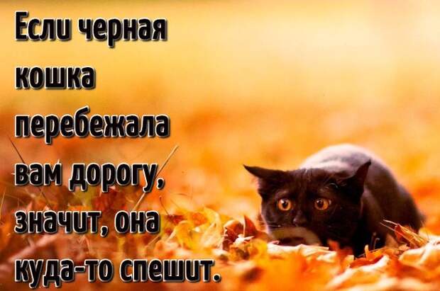 Коты цитаты