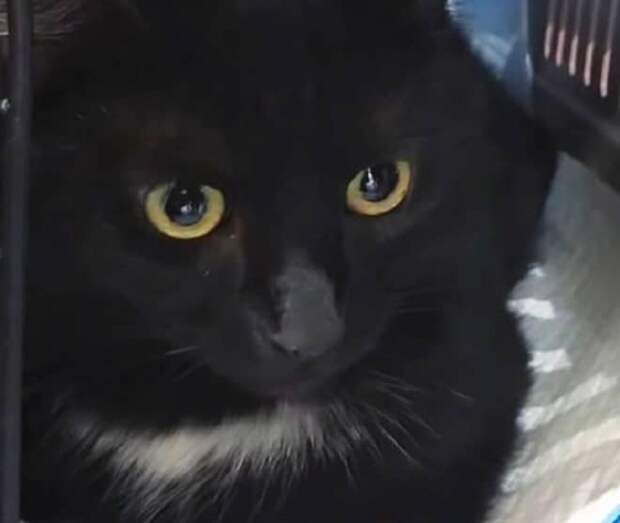 Кошка грустит Задумчивая кошка