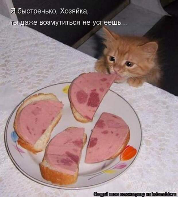 Котоматрицы (картинки с надписями)