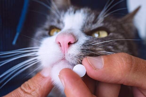 Как заставить кота съесть таблетку: 5 способов