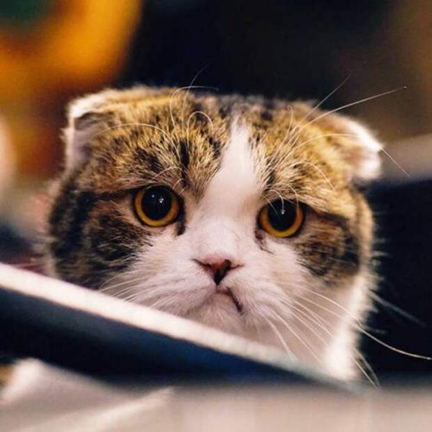 Сердитые котейки