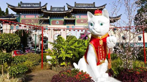 Китайцы, живущие в Кучинге, верят, что кошки приносят удачу