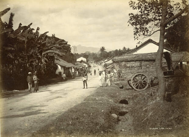 Редчайшие фотографии о повседневной жизни Шри-Ланки в 1880-х годах 2