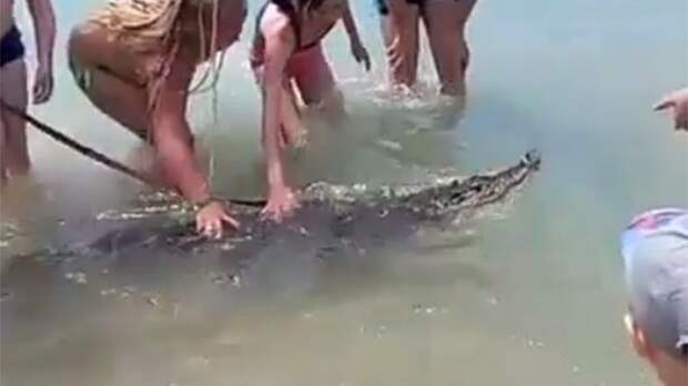 В Сети возмущены видео с мужчиной, выгуливающим на поводке крокодила на побережье Анапы